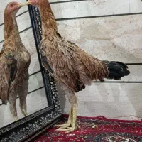 نوجه خروس لاری. نژاد پر مرغی|حیوانات مزرعه|قم, باسکول|دیوار