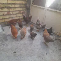 جوجه بزرگ