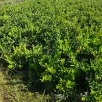 فروش یاس هلندی و کامیس زعفرانی|گل و گیاه طبیعی|خرمآباد (تنکابن), |دیوار