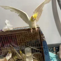 ۴ عدد عروس هلندی نژاد دار