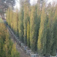 جابجایی درخت وپایانکار شهرداری|خدمات باغبانی و درختکاری|تهران, سهروردی|دیوار