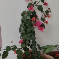 گل کاغذی|گل و گیاه طبیعی|مشکین‌دشت, |دیوار