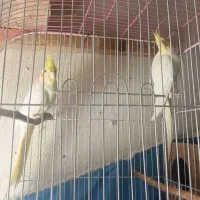 طوطی|پرنده|فومن, |دیوار