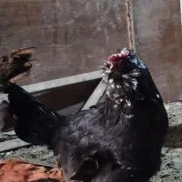 مرغ گلین|حیوانات مزرعه|آسارا, |دیوار