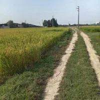 زمین 8600متر در مازندران جاده قائم شهر به جویبار|فروش زمین و ملک کلنگی|قائمشهر, |دیوار