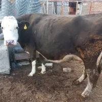 گاوسمینتال شکم سوم ۲۰ روزمانده ب زایمان|حیوانات مزرعه|ارومیه, |دیوار