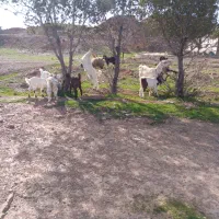 بز و میش|حیوانات مزرعه|مسجد سلیمان, |دیوار