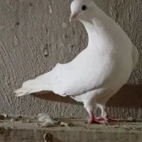 کبوتر پرشی..نقشی شکار