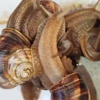 حلزون اسکارگو