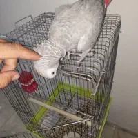 کاسکو نر سخنگو رام رام|پرنده|پاکدشت, پاکدشت (مامازند)|دیوار