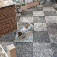 نر و ماده هر کدوم از یه مادر|سگ|گنبد کاووس, |دیوار