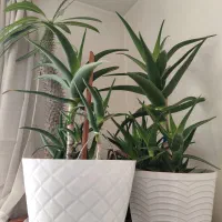 گلهای طبیعی