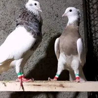 طوقی اصل کرمانشاهی|پرنده|رشت, چمارسرا|دیوار