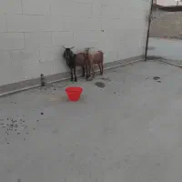 دو عدد کهره نر