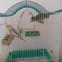 عروس هلندی ورودی برزیلی شیطون