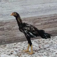 مرغ و خروس لاری اوشامو اصیل