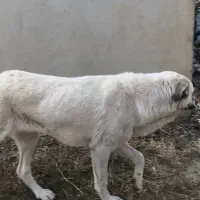 توله سگ ماده دورگه سرابی-پژدر|سگ|پیرانشهر, |دیوار