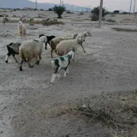 ۲۵ راس میش|حیوانات مزرعه|کازرون, |دیوار