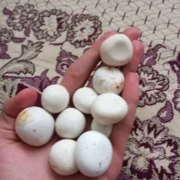سنگ الماس اسیاب گوهر و..|جواهرات|تهران, آبشار|دیوار