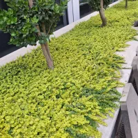 خدمات باغبانی و فضای سبز پاسارگاد
