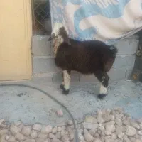 بره ماده تپل مپل