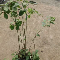 نهال بلوبری صادراتی پربار با کیفیت|خدمات باغبانی و درختکاری|آمل, |دیوار