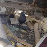 کبوترپرشی|پرنده|فولادشهر, B2|دیوار