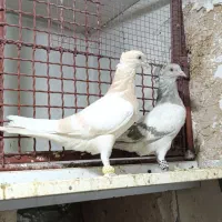 سوسنی|پرنده|فسا, |دیوار
