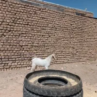 بزغاله..‌‌