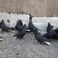 کبوتر های زیل دم سفید مخصوص عشق بازا