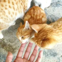 واگذاری بچه گربه|گربه|کرمانشاه, |دیوار