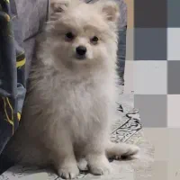 پامر خرسی|سگ|باغستان, |دیوار