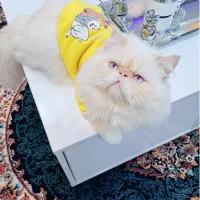 پرشین|گربه|بندر انزلی, پردیس|دیوار