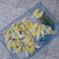 مرغ عشق و کوتوله برزیلی دستی دررنگ های مختلف|پرنده|قم, سرحوض|دیوار