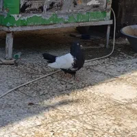 کفتر فنچ پرنده عروس هلندی وغیره