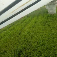 نهال گوجه فرنگی