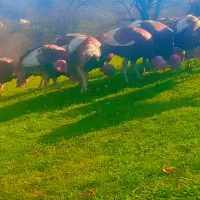 فروش فوری|حیوانات مزرعه|هوراند, |دیوار