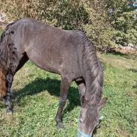 اسب ۳ساله نر