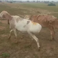 قوچ چینی وترکی اصل