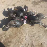 بوقلمون|حیوانات مزرعه|ماهیدشت, |دیوار