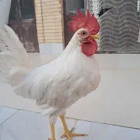 خروس