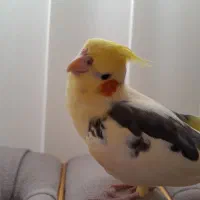 عروس هلندی دستی