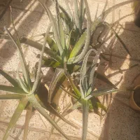 الوئه ورا|گل و گیاه طبیعی|پیر بکران, |دیوار