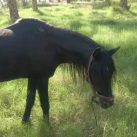 اسب عرب نر|اسب و تجهیزات اسبسواری|برازجان, |دیوار