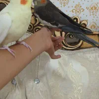 عروس هلندی