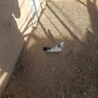 کبوتر کله دمسبز نر و ۱۲عدد جوجه|پرنده|کبودرآهنگ, |دیوار