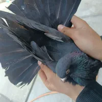 کبوتر سیاه نر