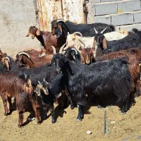 فروش ۱۸راس بزکهره