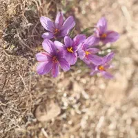 دوپلاک زمین تجاری ۱۰۰متری و۲۰۰متری