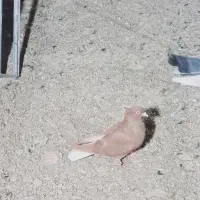 کفتر بم|پرنده|بم, |دیوار